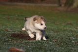 ALASKAN MALAMUTE 626